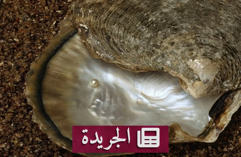 صورة لؤلؤة أحفورية نادرة عمرها 90 مليون عام اكتشفت في روسيا بمنطقة فورونيج