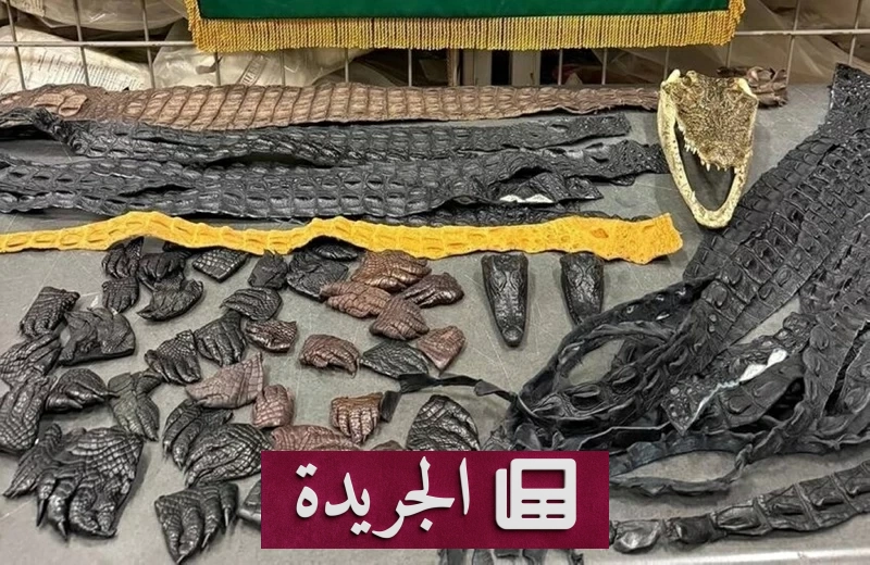 روسيا تهريب تماسيح محنطة في حقيبة مسافر - آخر الأخبار - الجريدة