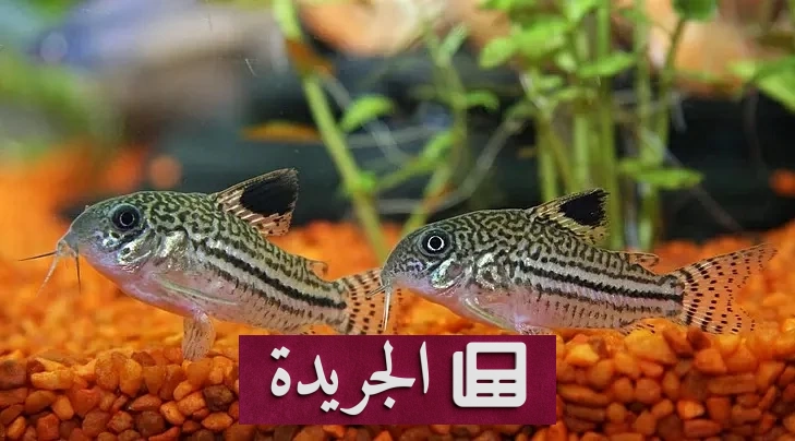 سمك الزينة الغازي في فلوريدا.. تهديد بيئي أم مسؤولية إنسانية - آخر الأخبار - الجريدة