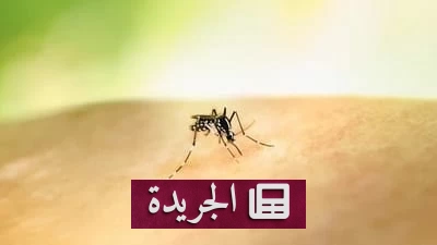 سنغافورة تطلق ملايين البعوض لمكافحة الأمراض - آخر الأخبار - الجريدة