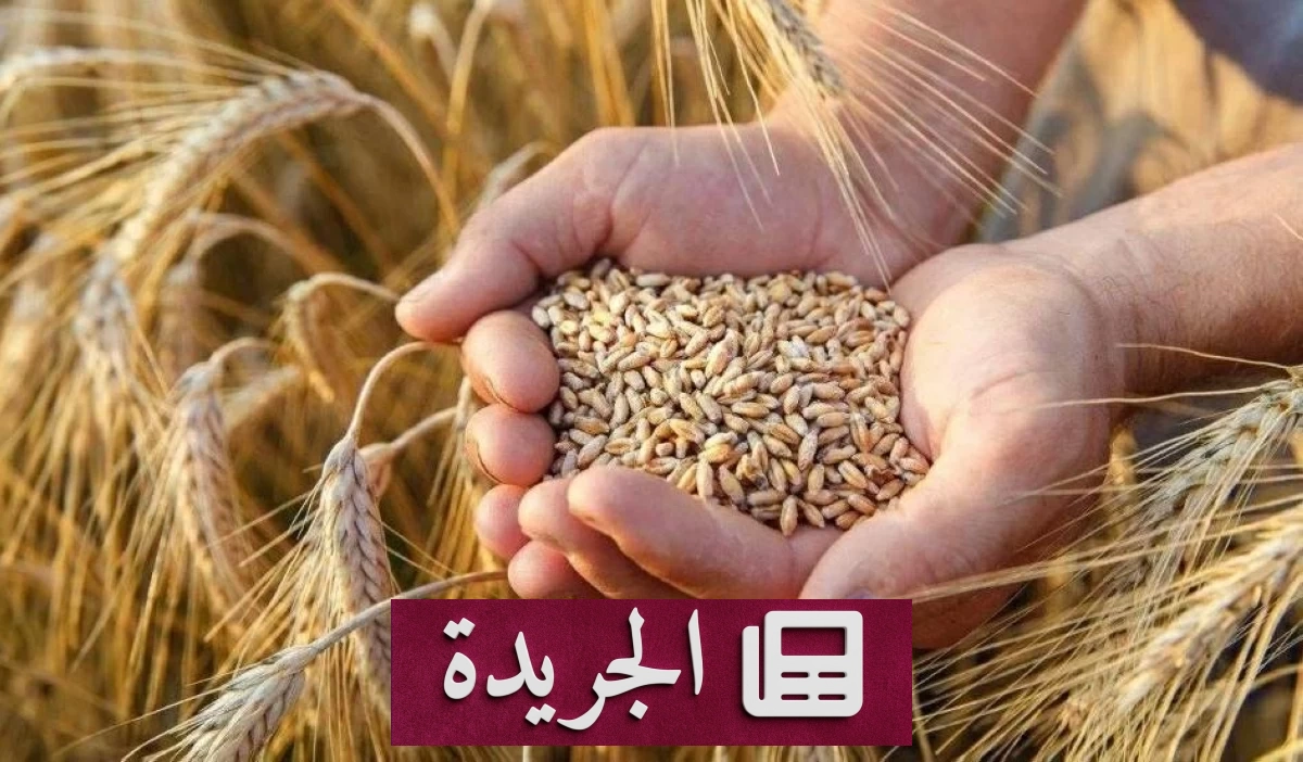 صرف ١٩٩ مليون ريال مستحقات مزارعي القمح المحلي لهذا الموسم - أخبار أونلاين