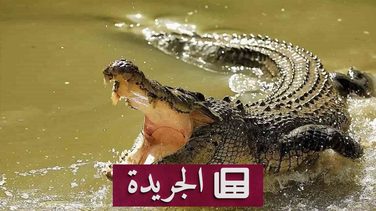 سياحة خطيرة.. سائح يطالب بتعويض 50 ألف دولار بعد هجوم تمساح في فلوريدا - آخر الأخبار - الجريدة