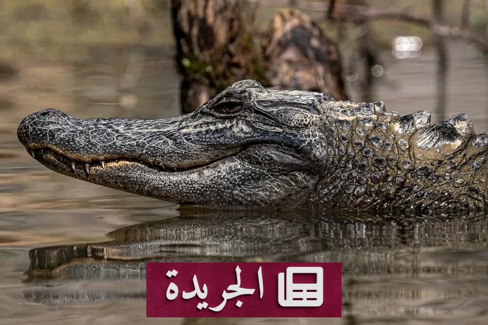 طفل يفقد يده بعد هجوم تمساح أثناء رحلة صيد في فلوريدا - آخر الأخبار - الجريدة