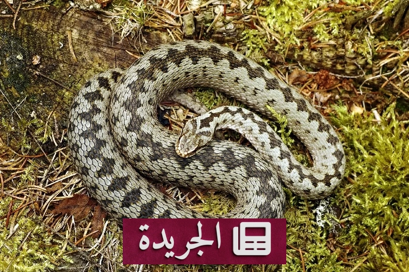 طفل ينجو من لدغة أفعى سامة ظناً منها سحلية - آخر الأخبار - الجريدة