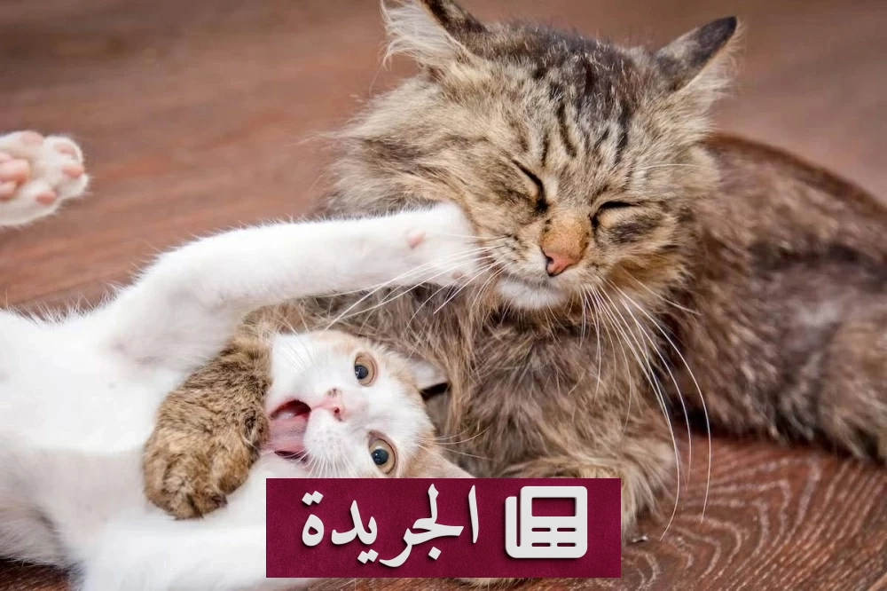 طفيلي خطير يصيب 190 ألف طفل سنوياً.. القطط جزء من القصة - آخر الأخبار - الجريدة