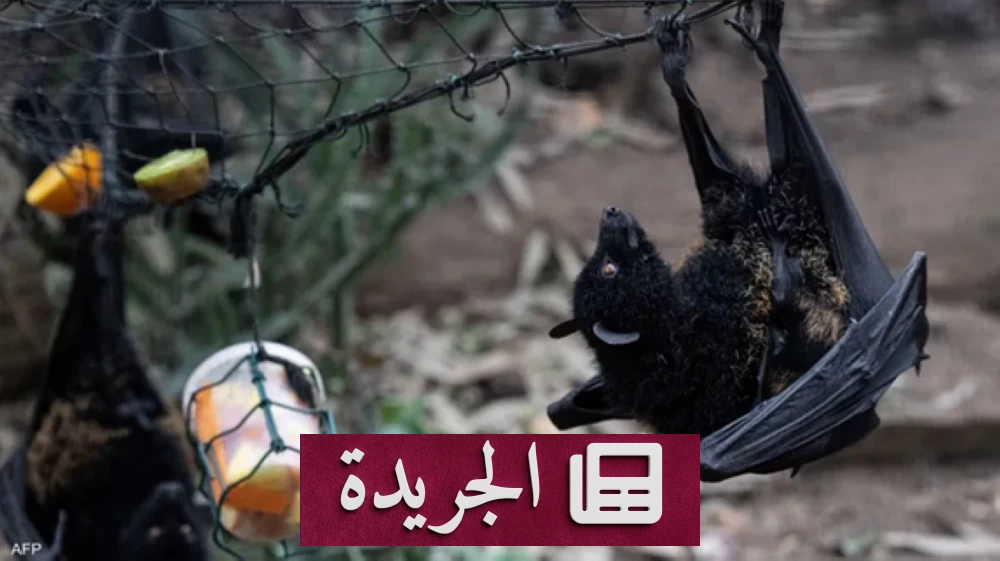 تغير جيني طفيف قد يمهد لانتقال فيروسات الخفافيش إلى البشر - آخر الأخبار - الجريدة