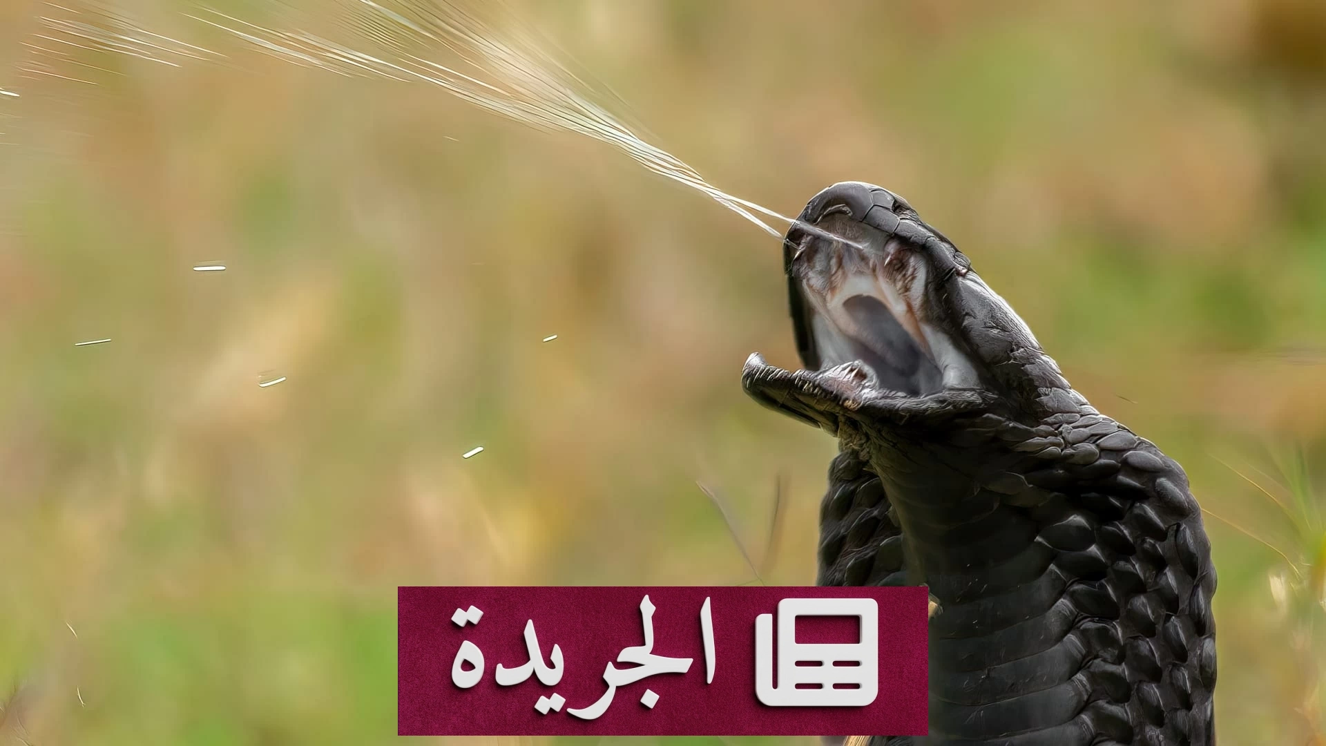 ثعابين الكوبرا تفرض حظر تجوال قسري في قرية مصرية وتقتل اثنين خلال عشرة أيام - آخر الأخبار - الجريدة
