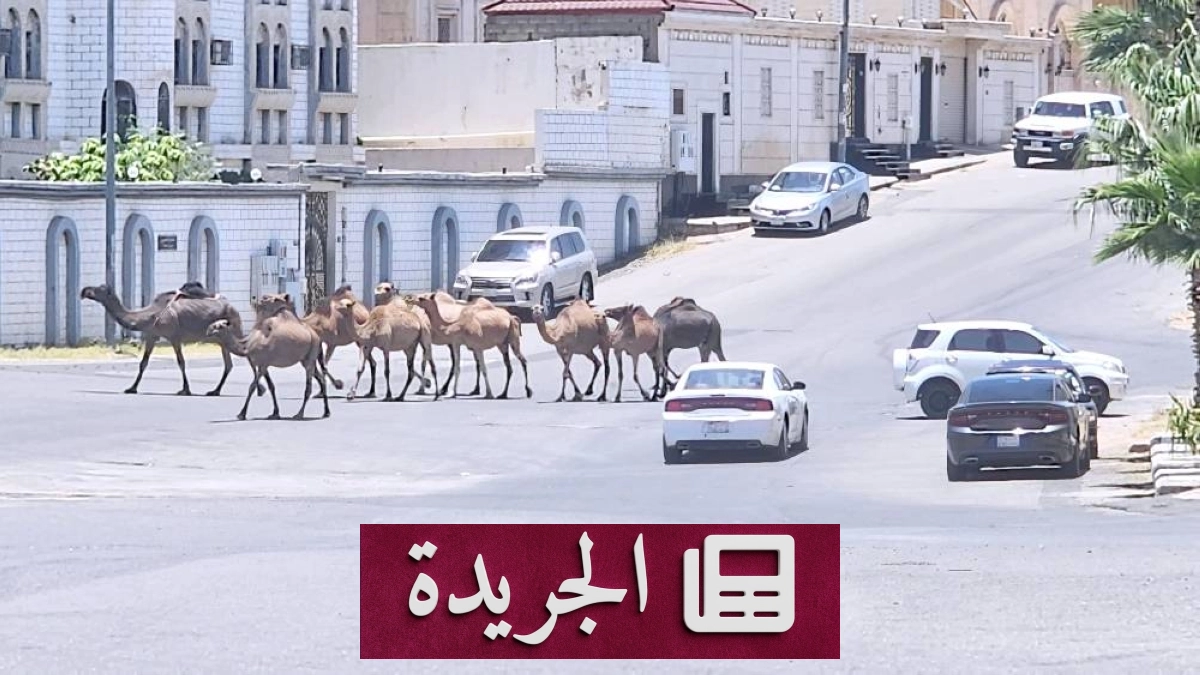 تهديدات صحية وبيئية تهدد سكان حيي العنود وأم السباع بالطائف - أخبار أونلاين