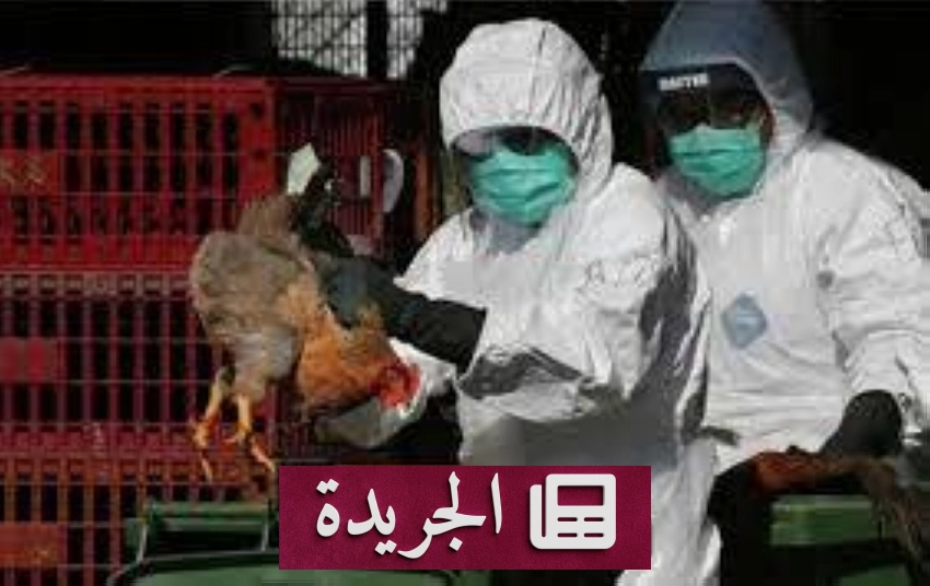 ظهور سلالة خطيرة من إنفلونزا الطيور في أستراليا للمرة الأولى - آخر الأخبار - الجريدة