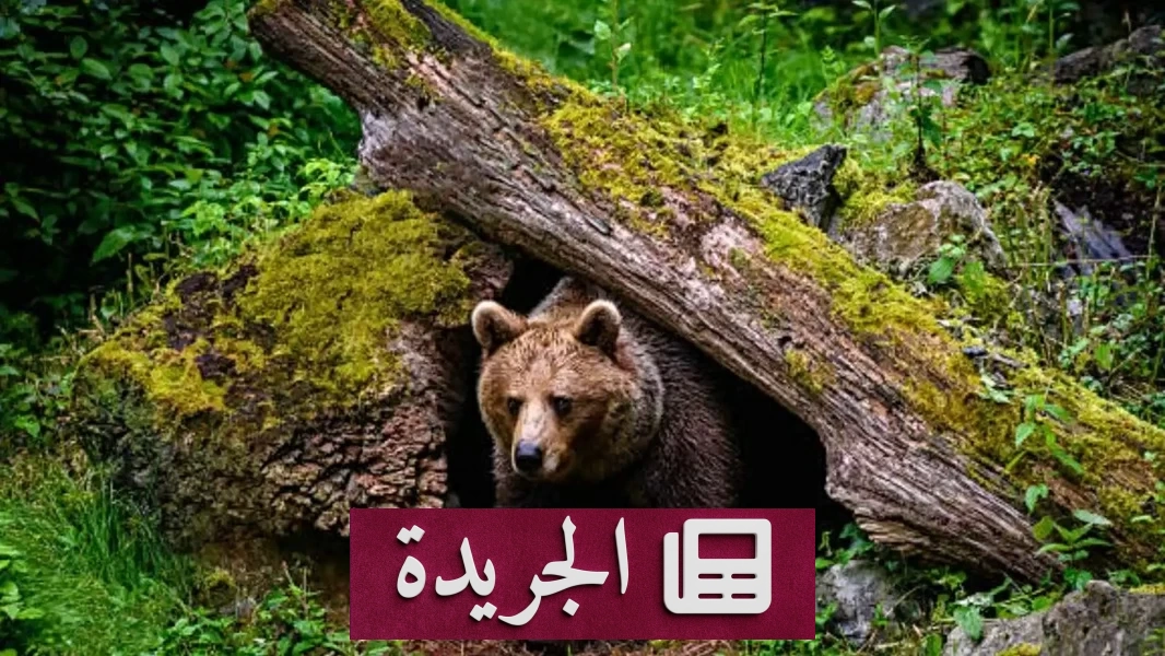 ثلاثة متنزهين ينجون من مواجهة مرعبة مع دب أشيب في ألاسكا - آخر الأخبار - الجريدة