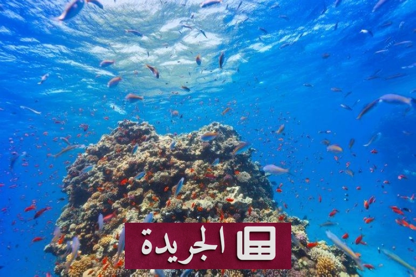 تحذيرات صحية من المواد الكيميائية الدائمة في الأسماك البحرية - أخبار أونلاين