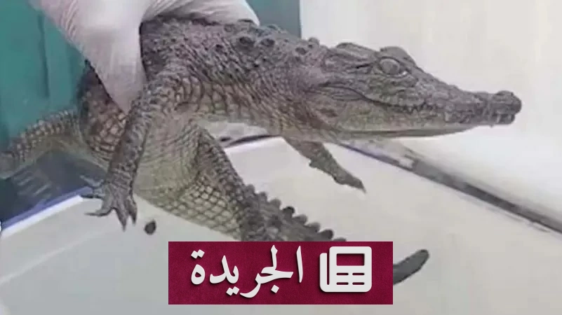 تمساح صغير يثير الرعب في قرية المنوفية الهادئة - آخر أخبار الجريدة