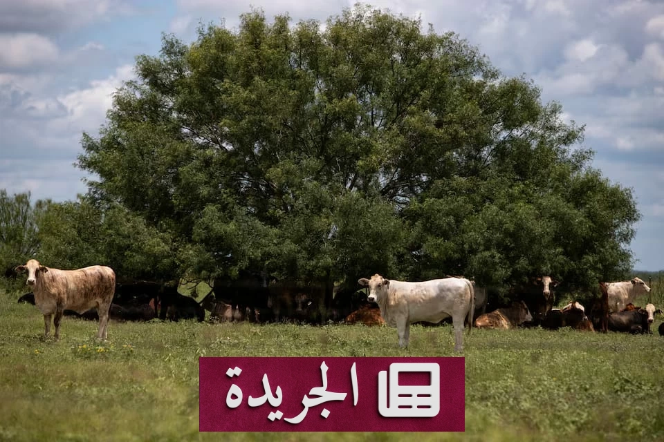 طوارئ زراعية في تكساس بعد ظهور دودة آكلة للحوم لأول مرة منذ 60 عاماً - آخر الأخبار - الجريدة