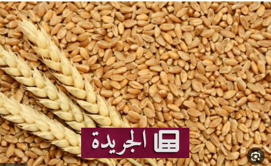 تراجع أسعار الحبوب عالمياً مع اقتراب نهاية الحرب في الشرق الأوسط - أخبار أونلاين