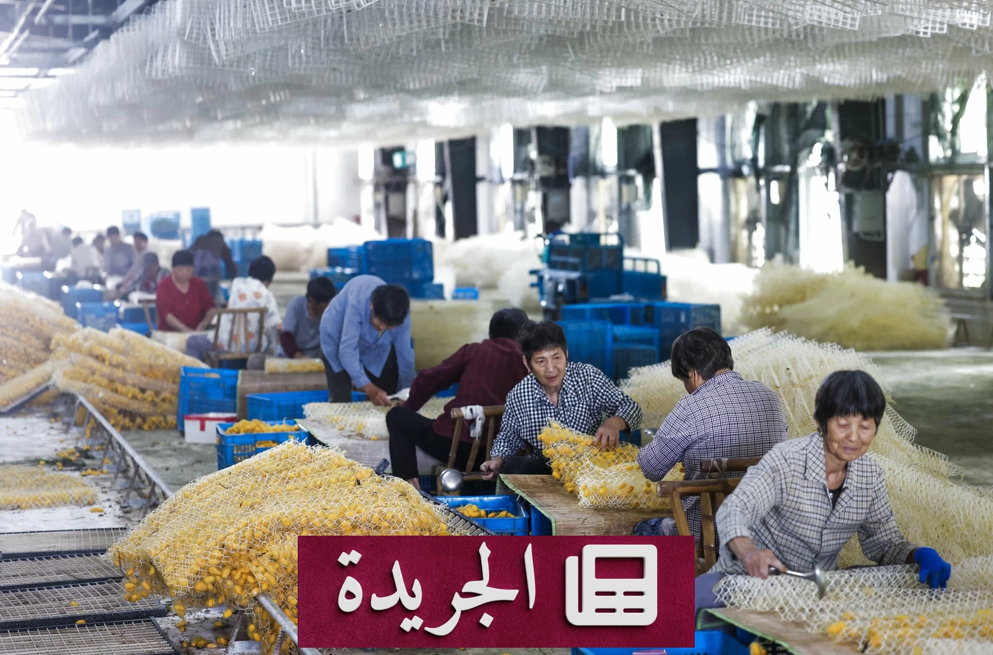 تربية شرانق دودة القز تعود إلى الأرياف بحيوية اقتصادية جديدة - آخر الأخبار - الجريدة