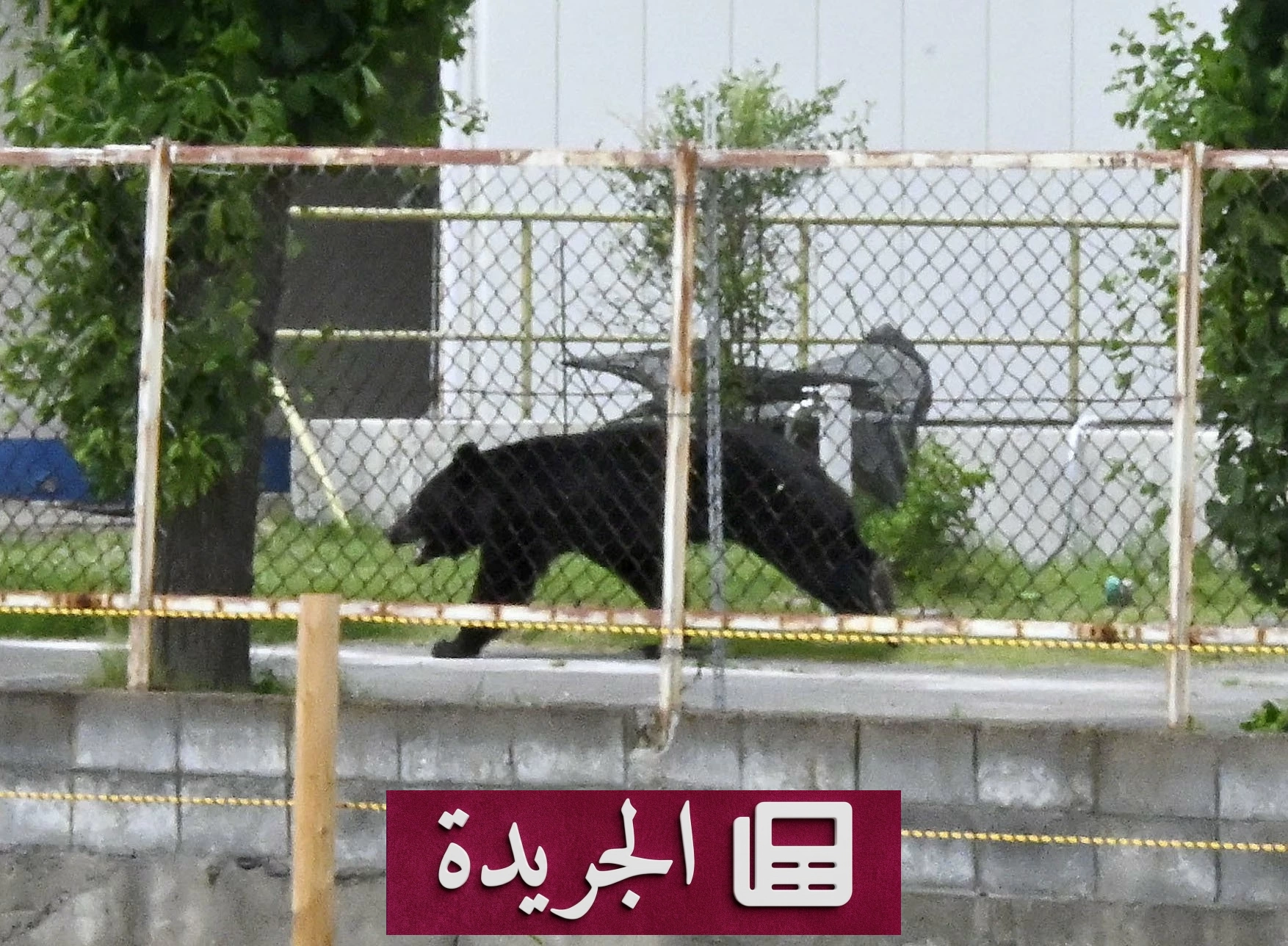 يابان تغلق 94 مدرسة بسبب دب مفترس - آخر الأخبار - الجريدة